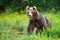 Dangerous brown bear approaching while protecting territory in nature