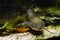 Dangerous cosmpolitan freshwater predator fish Channel catfish, Ictalurus punctatus, rest on sand bottom in biotope aquarium