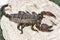 Dangerous dark brown scorpion is standing on a dry wood outdoors