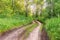 Dangerous dirt road passes through summer forest