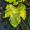 A dangerous disease of grape Mildew â€” downy mildew  lat. Of plasmopara viticola