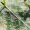 A dangerous disease of grape Mildew â€” downy mildew  lat. Of plasmopara viticola