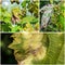 A dangerous disease of mildew grapes lat. Of plasmopara viticola