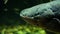 Dangerous electric eel slowly floats. Close-up head footage