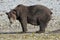 Dangerous encounter - A huge male grizzly bear in the wilderness of Alaska