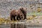 A dangerous encountering -  two  grizzly bears on the coast of Alaska are digging for claims