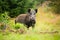 Dangerous female of wild boar facing camera on the forest clearing