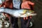 Dangerous fresh water shark catfish wallago attu catfish in hand