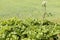 Dangerous giant hogweed growing in the field in summer selective focus