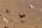 Dangerous glass fragments from broken bottles on the coast of the sea. Glass dangerous trash on the beach