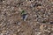 Dangerous glass fragments from broken bottles on the coast of the sea. Glass dangerous trash on the beach