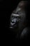 Dangerous gorilla male looking half-turned, black background powerful male