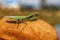 Dangerous green mantis sitting on dry leaf in blu backgroun