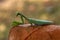 Dangerous green mantis sitting on dry leaf in blu backgroun
