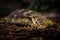 Dangerous green snake on a dark blurry background