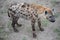 Dangerous hyena with interesting patterns on back