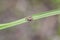 Dangerous insect parasite mite crawls on the grass in the spring forest and crouches waiting for a victim to bite