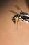 Dangerous insect, a wasp is removed with sharp poisonous sting t