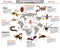 Dangerous insects and their habitat color infographics