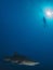 Dangerous lemon sharks swim around scuba diver silhouette on blue ocean background