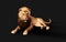 Dangerous Lion  Acts and Poses Isolated with Clipping Path