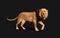 Dangerous Lion  Acts and Poses Isolated with Clipping Path