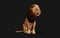 Dangerous Lion  Acts and Poses Isolated with Clipping Path