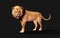 Dangerous Lion  Acts and Poses Isolated with Clipping Path