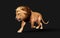 Dangerous Lion  Acts and Poses Isolated with Clipping Path