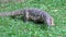 Dangerous lizard predator wild striped varan, varanus salvator, on grass in national park