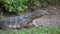 Dangerous lizard predator wild striped varan, varanus salvator, on grass in national park