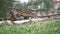 Dangerous lizard predator wild striped varan, varanus salvator, on the ground near pond in national park