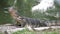 Dangerous lizard predator wild striped varan, varanus salvator, on the ground near pond in national park