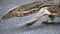 Dangerous lizard predator wild striped varan, varanus salvator, on road in national park