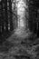 Dangerous looking Forrest path with fog at dawn Black and white