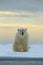 Dangerous looking polar bear on the ice in Svalbard