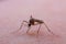 , Dangerous Malaria Infected Mosquito Skin Bite