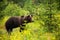 Dangerous male brown bear observing its territory on a blossoming meadow