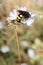 dangerous mammoth-type wasps sucking nectar in summer