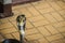 Dangerous monocled cobra snakes come into the house. The monocle