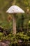 Dangerous Mushroom Amanita virosa aka destroying angel