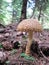 Dangerous mushroom in wild nature forest
