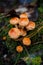 Dangerous mushrooms close-up growing on a fallen tree in the forest.