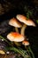 Dangerous mushrooms close-up growing on a fallen tree in the forest.