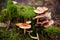 Dangerous mushrooms close-up growing on a fallen tree in the forest.