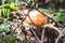 Dangerous natural fly agaric