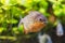 Dangerous piranha fish in water closeup