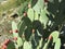 Dangerous plant cactus protection figs prickly pears fruit thorns pain