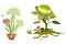 dangerous plants carnivorous organic animal vector new