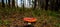 Dangerous poisonous mushroom red amanita on the background of th